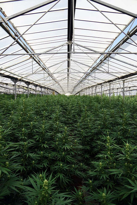 Fleurs de CBD Premium cultivées en France