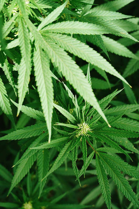 Huiles de CBD Full Spectrum
