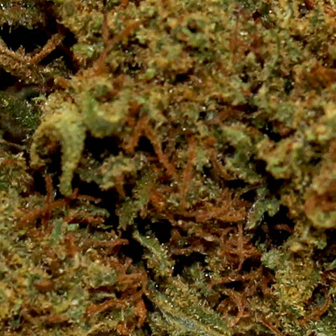 Fleur de CBD Diesel
