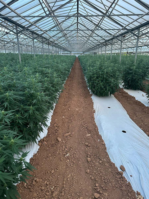 Ouvrir une franchise L’Herbe en Provence