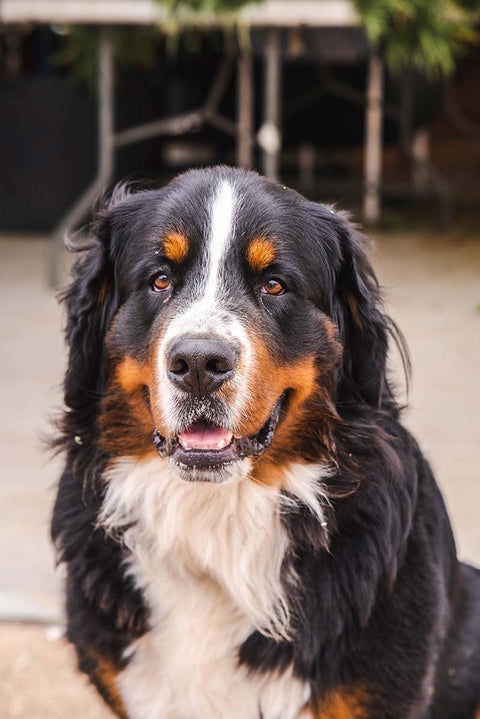 Huiles CBD animaux (chiens, chats)