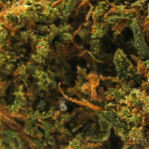 Fleur de CBD Pink Panther MACRO