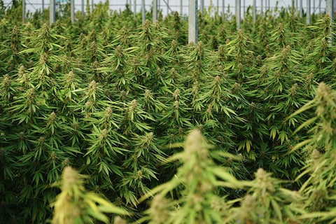 culture de chanvre cbd en france pour la production de fleurs cbd