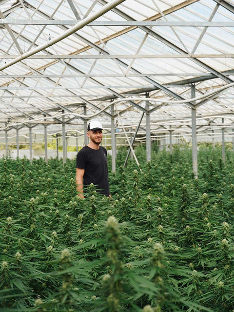Plantes de CBD cultivées sous serre à Carqueiranne avec un producteur français inspectant les fleurs dans un environnement maîtrisé.