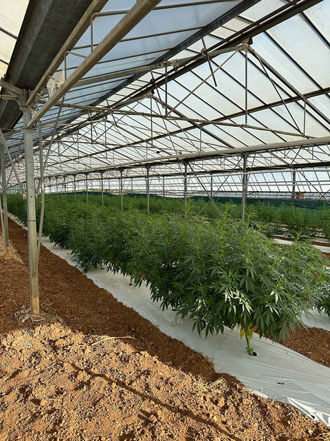 Serre de culture de CBD à Carqueiranne montrant des plants de chanvre français cultivés sans pesticides dans un environnement maîtrisé.